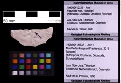 Foto (Objekt + Etiketten) von Munitheites kuepperi (Fraaije et al., 2019) (NHMW-GEO-1990-0041-0332)